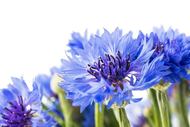 Centaurea cyanus Dwarf Jubilee Gem 300 US seeds