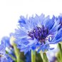 Centaurea cyanus Dwarf Jubilee Gem 300 US seeds