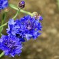 Centaurea cyanus Dwarf Jubilee Gem 300 US seeds