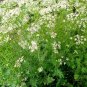 50 US seed Organic Cumin
