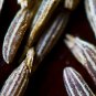 50 US seed Organic Cumin