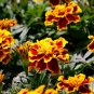 20 US seeds French Marigold Tagetes Patula Durango