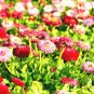 200 US Seeds Bellis Perennis Super Enorma Flower Mix English Daisy