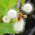 Cephalanthus occidentalis Buttonbush Ornamental Shrub 15 US seeds