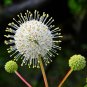 Cephalanthus occidentalis Buttonbush Ornamental Shrub 15 US seeds