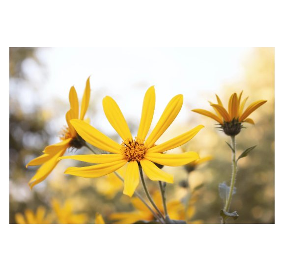 25 US seeds Engelmanns Daisy