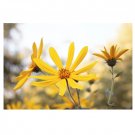 25 US seeds Engelmanns Daisy