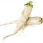 200 US Seeds Daikon Radish Heirloom Vegetable Non GMO White