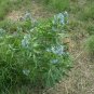 Amsonia illustris Ozark Shining Bluestar 30 US seeds