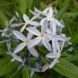 Amsonia illustris Ozark Shining Bluestar 30 US seeds