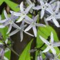 Amsonia illustris Ozark Shining Bluestar 30 US seeds