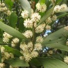 20 US seeds Blackwood Acacia