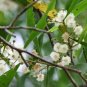 20 US seeds Blackwood Acacia