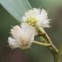 20 US seeds Blackwood Acacia