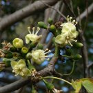 Ceiba pentandra Silk Cotton Tree 20 US seeds
