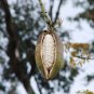 Ceiba pentandra Silk Cotton Tree 20 US seeds