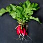 200 US seeds French Breakfast Radish Heirloom NON GMO