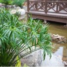 Cyperus Alternifolius Umbrella Palm 50 US seeds