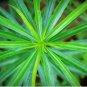Cyperus Alternifolius Umbrella Palm 50 US seeds