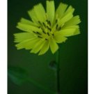 50 US seeds Asiatic Hawksbeard