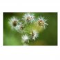 50 US seeds Asiatic Hawksbeard