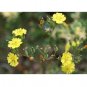 50 US seeds Asiatic Hawksbeard