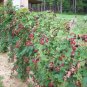 25 US seeds Giant Thornless Blackberry