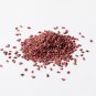 25 US seeds Giant Thornless Blackberry