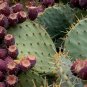 fresh Prickly Pear Cactus 15 US seeds