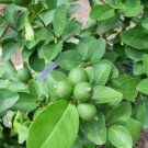 5 US seeds Key Lime