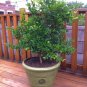 5 US seeds Key Lime