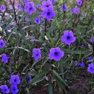 10 US seeds Ruellia Tuberosa Mexican Petunia