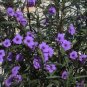 10 US seeds Ruellia Tuberosa Mexican Petunia