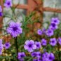 10 US seeds Ruellia Tuberosa Mexican Petunia