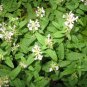 20 US seeds Florida Betony