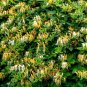 ORNAMENTAL Honeysuckle 10 US seeds