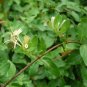 ORNAMENTAL Honeysuckle 10 US seeds