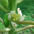 VERY LARGE DELICIOUS Papaya 25 US seeds