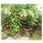 VERY LARGE DELICIOUS Papaya 25 US seeds
