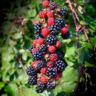 100 US seeds Blackberry