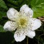 100 US seeds Blackberry