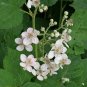 100 US seeds Blackberry