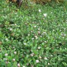 300 US seeds Matchweed