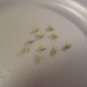 Lemon DELICIOUS HEALTHY 10 US seeds