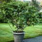 Black Mission Fig RARE EXOTIC 20 US seeds