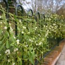 Mistletoe fresh 5 US seeds