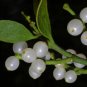 Mistletoe fresh 5 US seeds