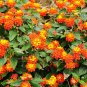 10 US seeds Lantana