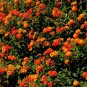 10 US seeds Lantana