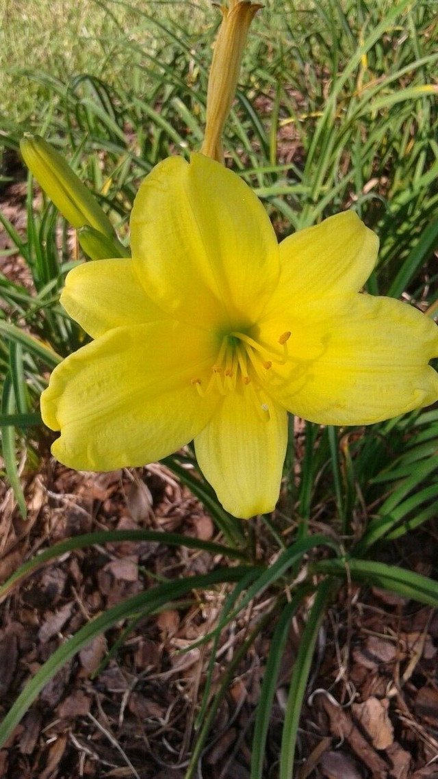 5 US seeds Day Lily